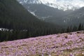 Violet crocus in mountain Royalty Free Stock Photo
