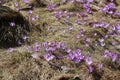 Violet crocus in mountain Royalty Free Stock Photo