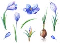 Violet crocus or saffron on a white background. Set of floral elements.