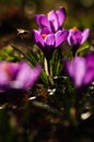 Violet crocus - spring flower