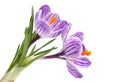 Violet crocus spring flower Royalty Free Stock Photo
