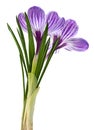 Violet crocus spring flower Royalty Free Stock Photo