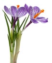 Violet crocus spring flower Royalty Free Stock Photo