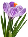 Violet crocus spring flower Royalty Free Stock Photo