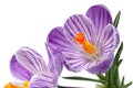 Violet crocus spring flower Royalty Free Stock Photo
