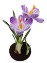 Violet crocus spring flower Royalty Free Stock Photo