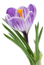 Violet crocus spring flower Royalty Free Stock Photo