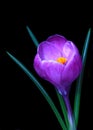 Violet Crocus spring flower Royalty Free Stock Photo