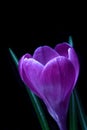 Violet Crocus spring flower Royalty Free Stock Photo