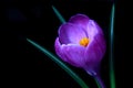 Violet Crocus spring flower Royalty Free Stock Photo