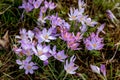 Violet Crocus spring flowers field on a sunny day wallpaper Royalty Free Stock Photo