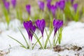 Violet crocuses