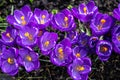 Violet crocuses bloom in spring in garden. Purple crocuses with yellow pistils attract the first bumblebees and bees. Royalty Free Stock Photo