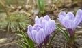 Violet crocuses. Crocus flowers grown in the spring in the garden. Sunny time springtime day with sunshine light. Close-up. Royalty Free Stock Photo