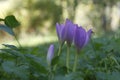 Violet crocuses