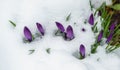 Violet crocuses in early spring garden. Flowering crocus Ruby Giant covered with white fluffy snow. Soft focus of spring nature Royalty Free Stock Photo