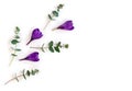 Violet crocuses with green eucalyptus leaves and branches on a white background with space for text. Spring flowers. Top view, Royalty Free Stock Photo