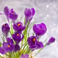 Violet Crocuses on the grey bokeh with hearts. Spring March postcard concept.