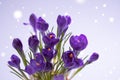 Violet Crocuses on the grey background. Spring March postcard concept.