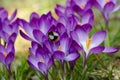 Violet crocuses with humblebee Royalty Free Stock Photo