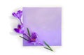 Violet crocuses and lilac paper card note with space for text on a white background. Top view, flat lay. Spring flowers Royalty Free Stock Photo