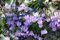 Violet crocuses opened in spring park. Mauve tendre crocuses in sunlight. Royalty Free Stock Photo