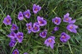 Violet crocuses in the parc in springtime Royalty Free Stock Photo