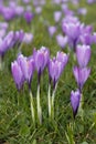 Violet crocuses in the parc in springtime Royalty Free Stock Photo