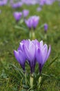 Violet crocuses in the parc in springtime Royalty Free Stock Photo