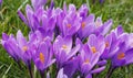 Violet crocuses in the parc in springtime Royalty Free Stock Photo