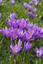 Violet crocuses in the parc in springtime Royalty Free Stock Photo