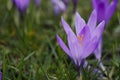 Violet crocuses in the parc in springtime Royalty Free Stock Photo