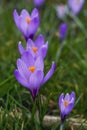 Violet crocuses in the parc in springtime Royalty Free Stock Photo