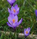 Violet crocuses in the parc in springtime Royalty Free Stock Photo