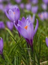 Violet crocuses in the parc in springtime Royalty Free Stock Photo