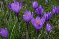 Violet crocuses in the parc in springtime Royalty Free Stock Photo