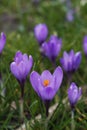 Violet crocuses in the parc in springtime Royalty Free Stock Photo