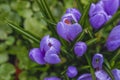 Violet crocuses in the parc springtime Royalty Free Stock Photo