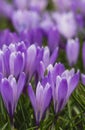 Violet crocuses in the parc springtime Royalty Free Stock Photo