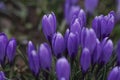Violet crocuses in the parc springtime Royalty Free Stock Photo