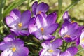 Violet crocuses in the parc in springtime Royalty Free Stock Photo