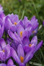 Violet crocuses in the parc in springtime Royalty Free Stock Photo