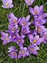 Violet crocuses in the parc in springtime Royalty Free Stock Photo