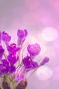 Violet Crocuses on the pink bokeh with hearts. Spring March postcard concept.