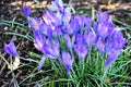 A bunch of bright violet crocuses in the garden Royalty Free Stock Photo