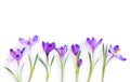 Violet crocuses on a white background with space for text. Spring flowers. Top view, flat lay Royalty Free Stock Photo