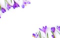 Violet crocuses on a white background with space for text. Spring flowers. Top view, flat lay Royalty Free Stock Photo