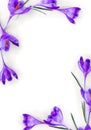 Violet crocuses on a white background with space for text. Spring flowers. Top view, flat lay Royalty Free Stock Photo