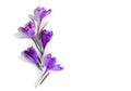 Violet crocuses on a white background with space for text. Spring flowers. Top view, flat lay Royalty Free Stock Photo