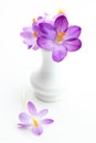 Violet crosus in vase for spring Royalty Free Stock Photo